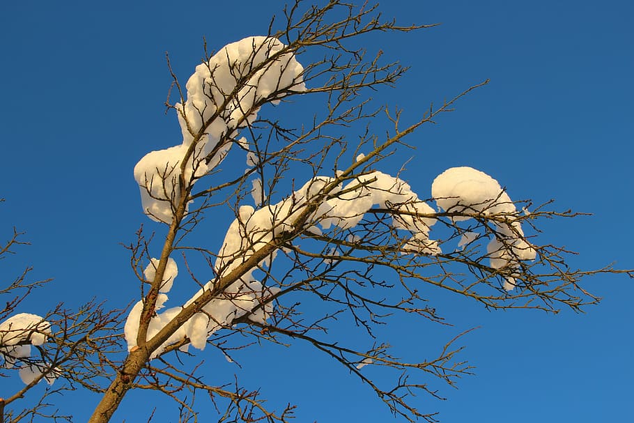 winter, snow, sky, snow magic, tree, nature, branch, blue, outdoors HD wallpaper