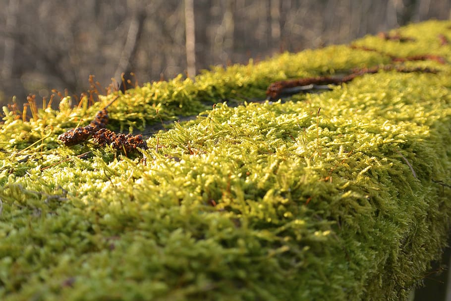 moss, forest, nature, green, sun, trees, macro, walk, plant HD wallpaper
