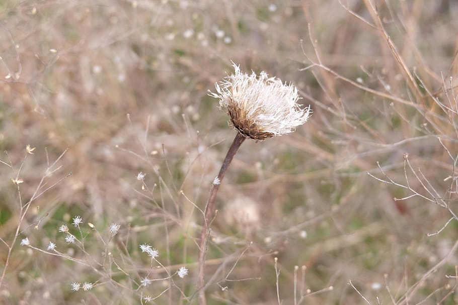 Flower, Wildflower, Nature, Spring, plant, petal, color, blossom HD wallpaper