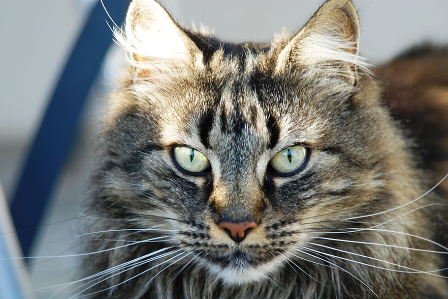 gray Maine Coon cat, face, face cat, mammal, feline, animal themes HD wallpaper