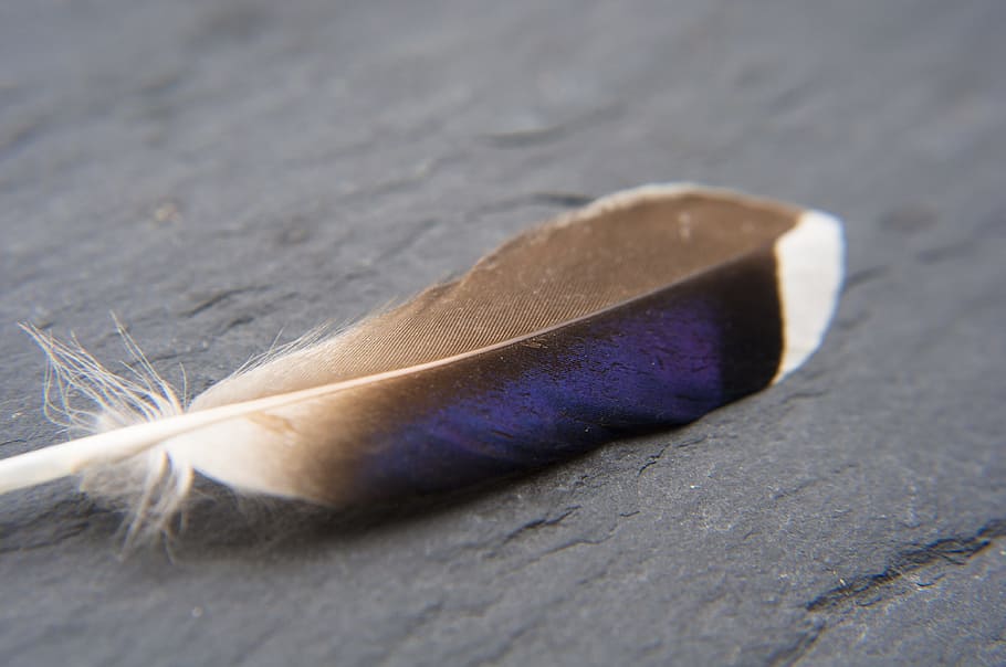 feather, macro, close, blue, nature, bird feather, blue-black, HD wallpaper