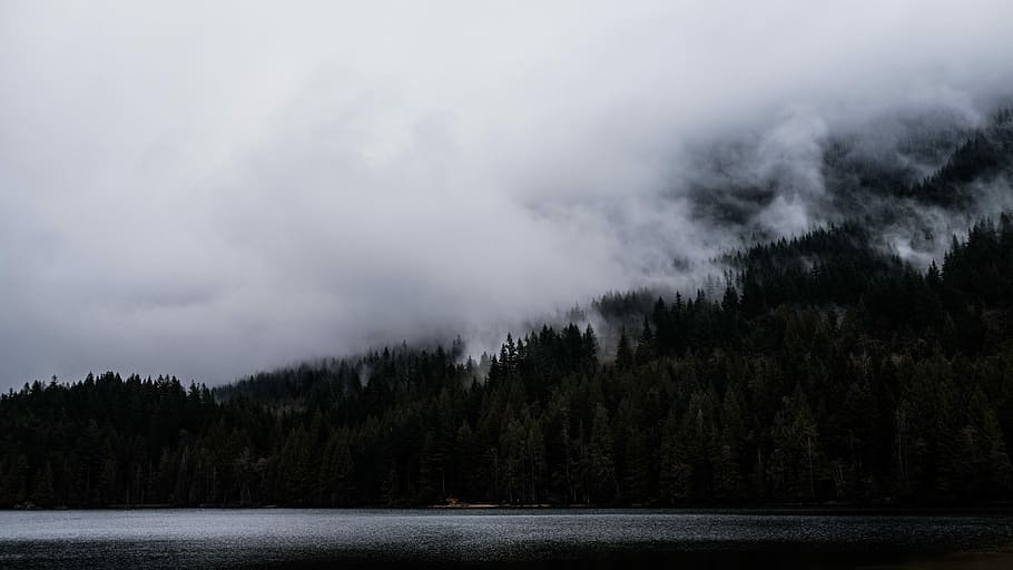 green leafed trees during daytime, forest near body of water HD wallpaper