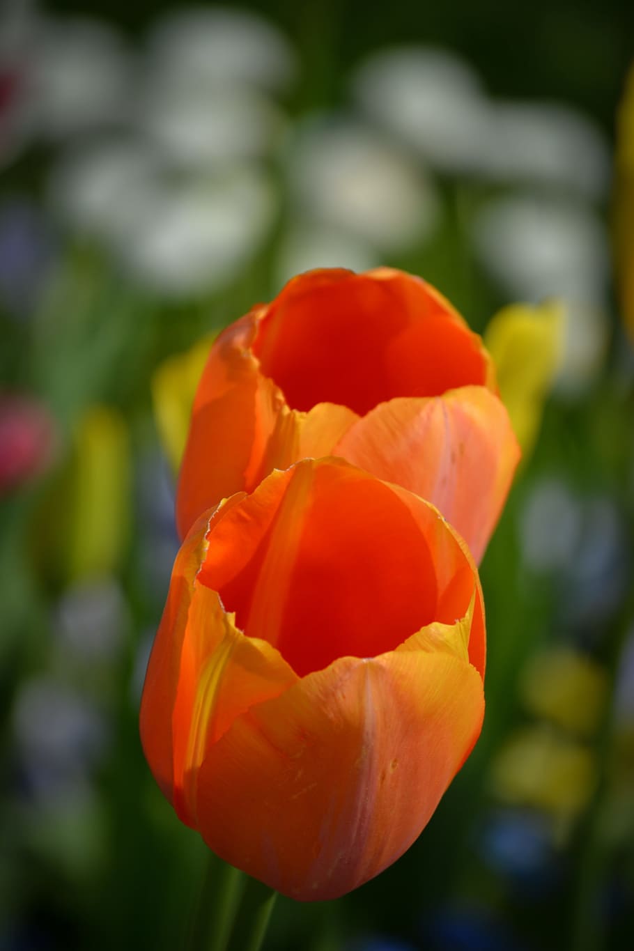 tulips, flower, spring, flowers, orange, flora, nature, flowering plant HD wallpaper