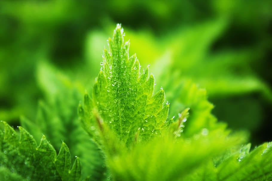 green leafed plant, green plants, foliage, drop, green color HD wallpaper