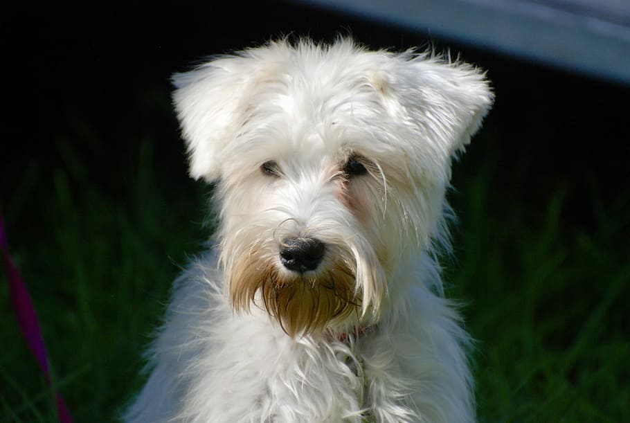 cute, white, dog, canine, one animal, animal themes, domestic HD wallpaper