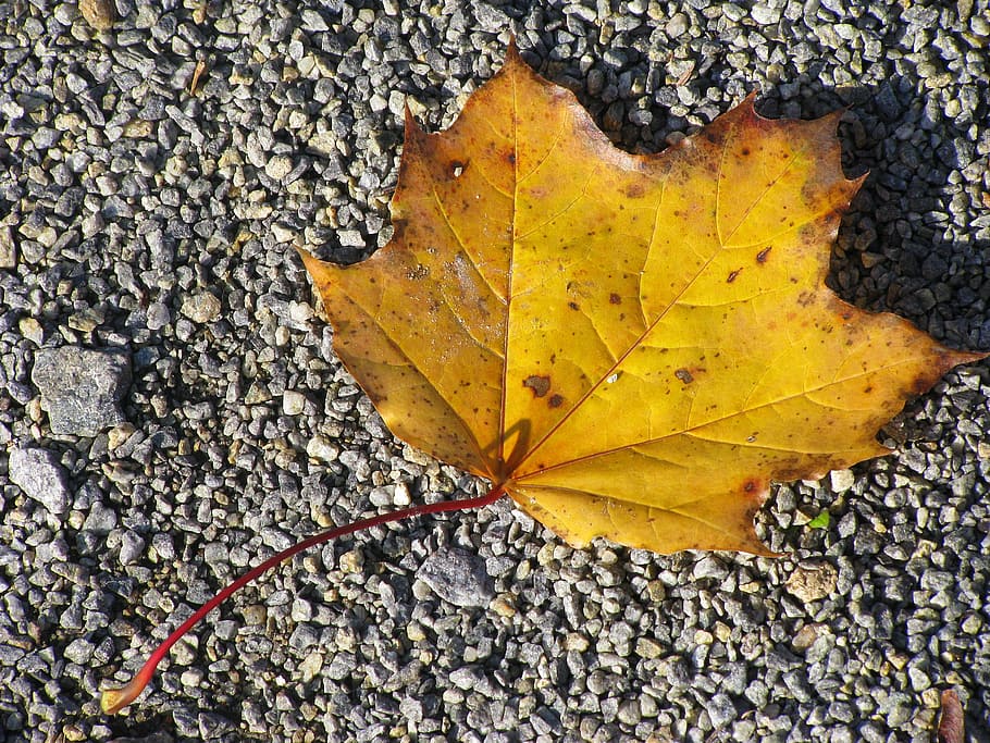 leaf, maple, close, detail, nature, yellow, autumn, leaves HD wallpaper