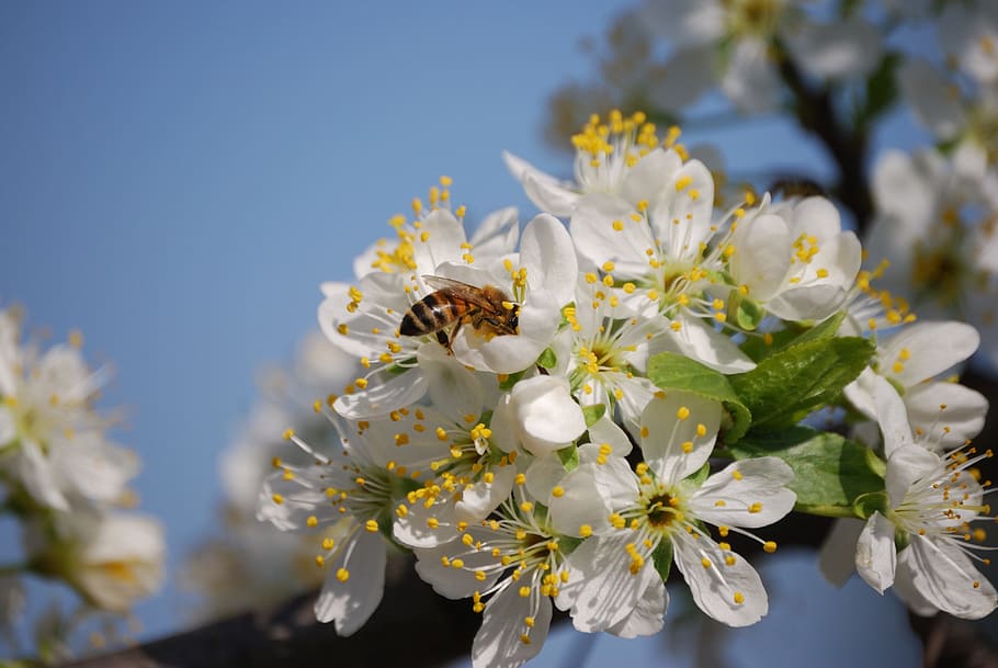 flower, spring, wasp, cherry, flowering tree, flowering plant HD wallpaper
