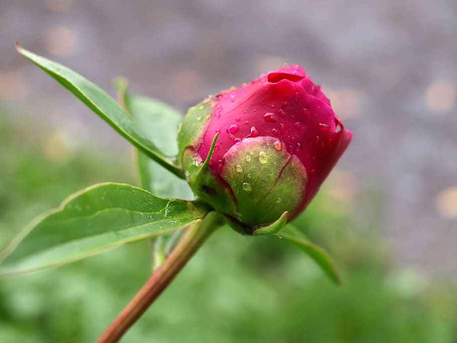 peony, bud, flower, stem, red, dark pink, blooming, plant, close-up HD wallpaper