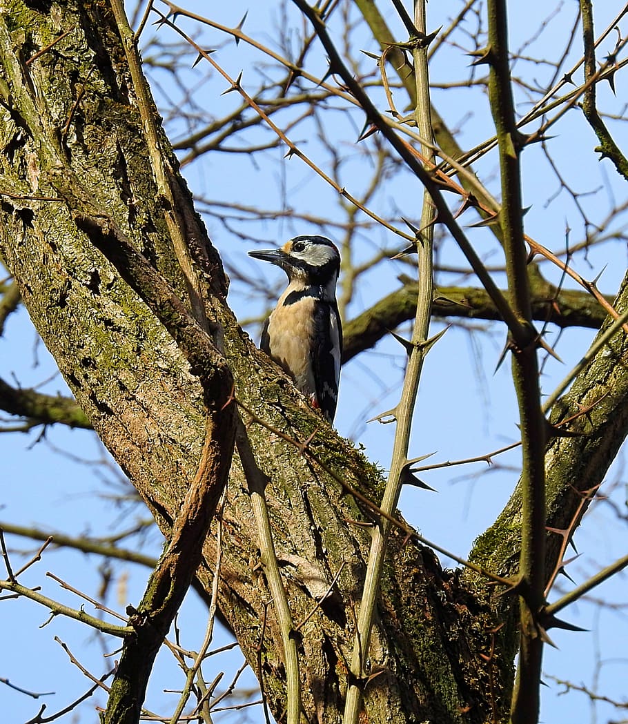 birds, nature, tree, animal wildlife, animal themes, animals in the wild HD wallpaper