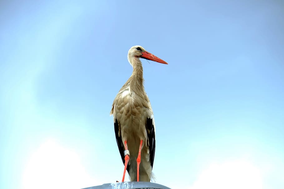 stork, sit, break, idyllic, rest, relax, relaxation, click HD wallpaper