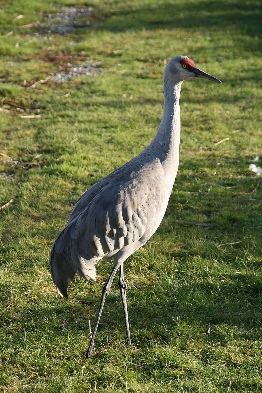 HD wallpaper: lesser sandhill crane, bird, standing, wildlife, nature ...