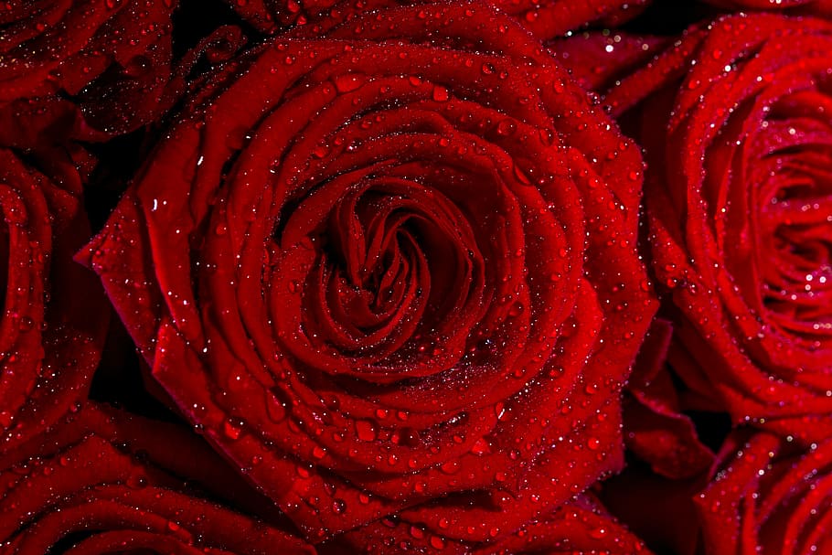 red rose flowers, roses, forest, bloom, macro, water, drops HD wallpaper