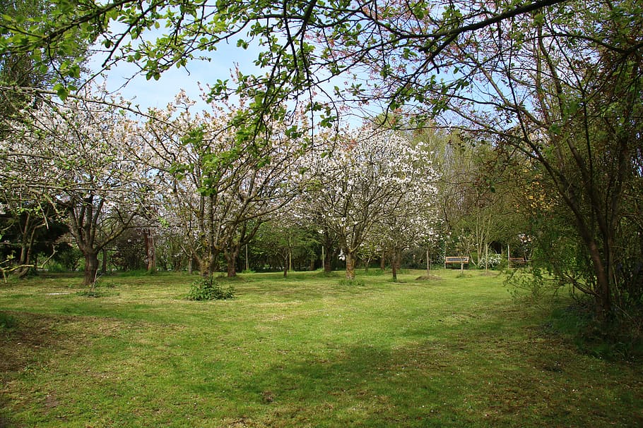 Landscape, Garden, Cherry, Trees, Spring, grass, outdoors, nature HD wallpaper