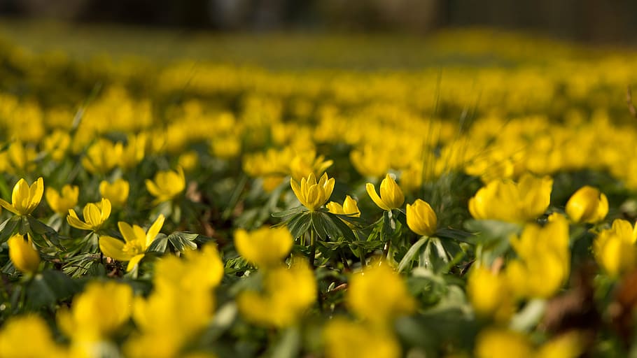 winterling, flowers, yellow, spring, hahnenfußgewächs, bright HD wallpaper