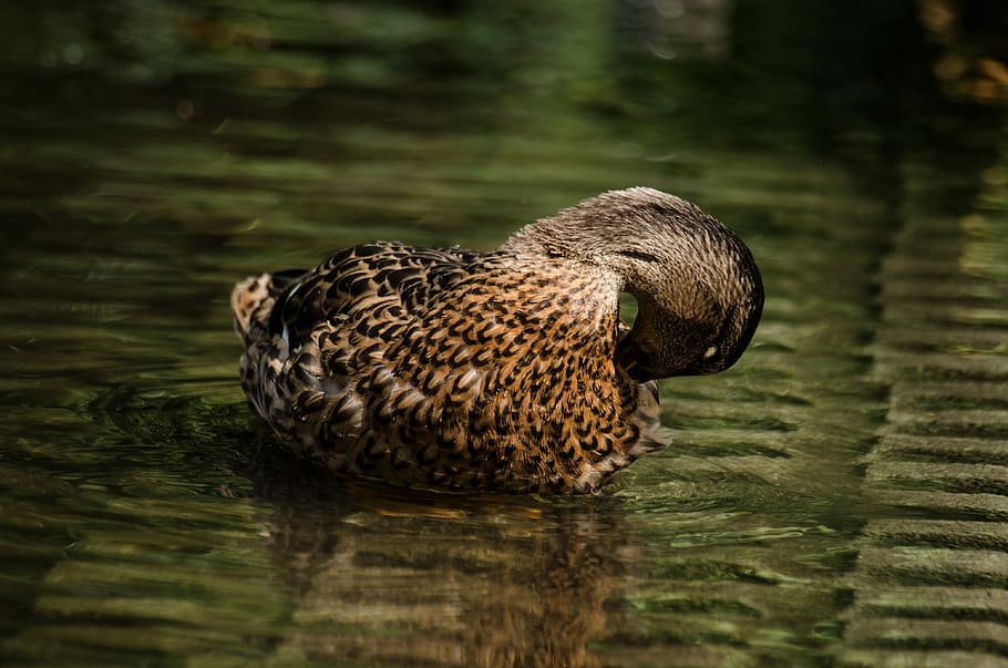 brown duck floating on water, brown duck sitting on water, bird HD wallpaper