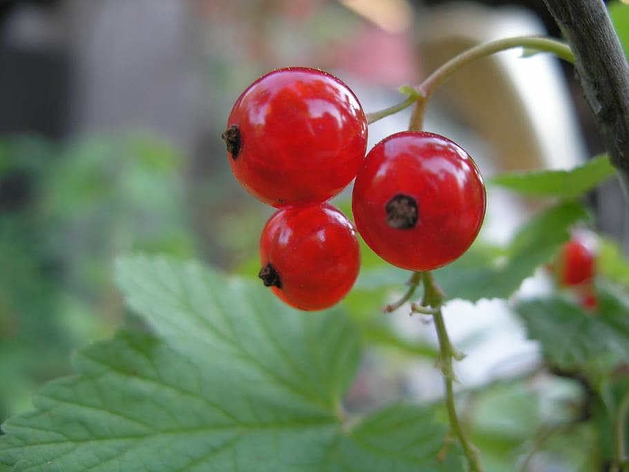 currant, plant, red currant, fruit, nature, leaf, freshness HD wallpaper