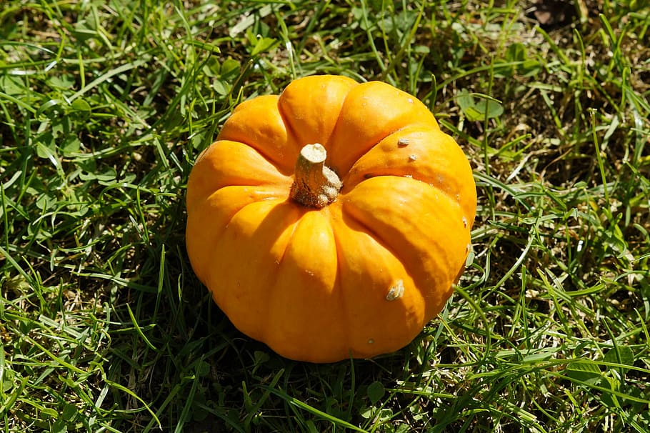 pumpkin, bright, orange, grass, autumn, halloween, autumn decoration HD wallpaper