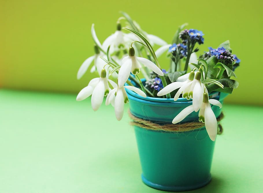 white snowdrop flower, forget me not, flowers, bucket, yellow, HD wallpaper