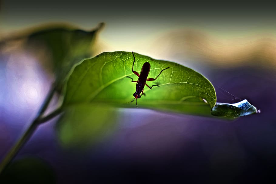 Bugs, Nature, Wildlife, Macro, Fly, green, insect, leaf, animal HD wallpaper