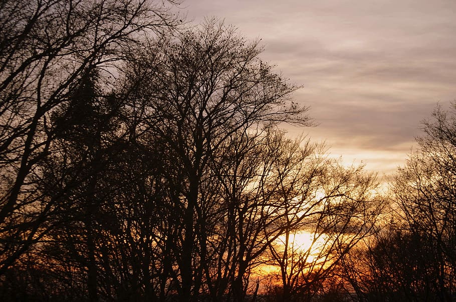 Tree, Sky, abendstimmung, nature, sunset, outdoors, no people HD wallpaper