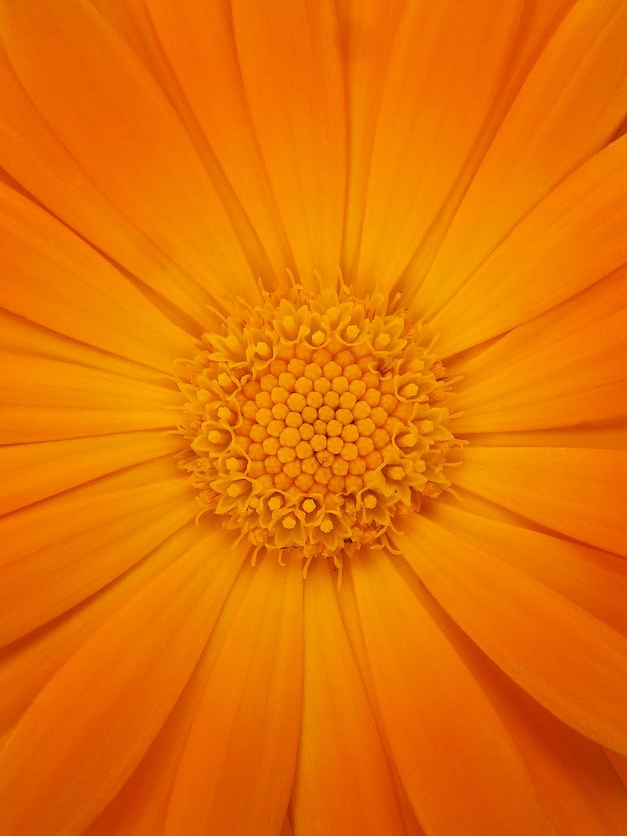 close-up photography of orange calendula flower in bloom, petals HD wallpaper