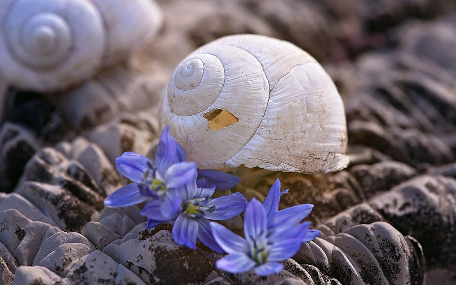 shell, snail house, empty, leave, nature, macro, close, damaged HD wallpaper