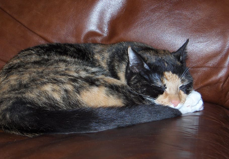 tortoiseshell cat, sleeping, chair, face, portrait, pet, domestic, HD wallpaper