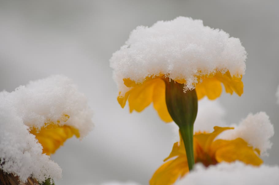 Flowers, Snow, Winter, Coldsnap, summer, snowy, plant, exploding HD wallpaper