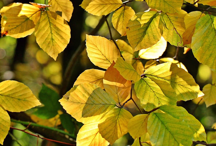 green and yellow leaves, fall foliage, autumn, beech, beech leaves, HD wallpaper