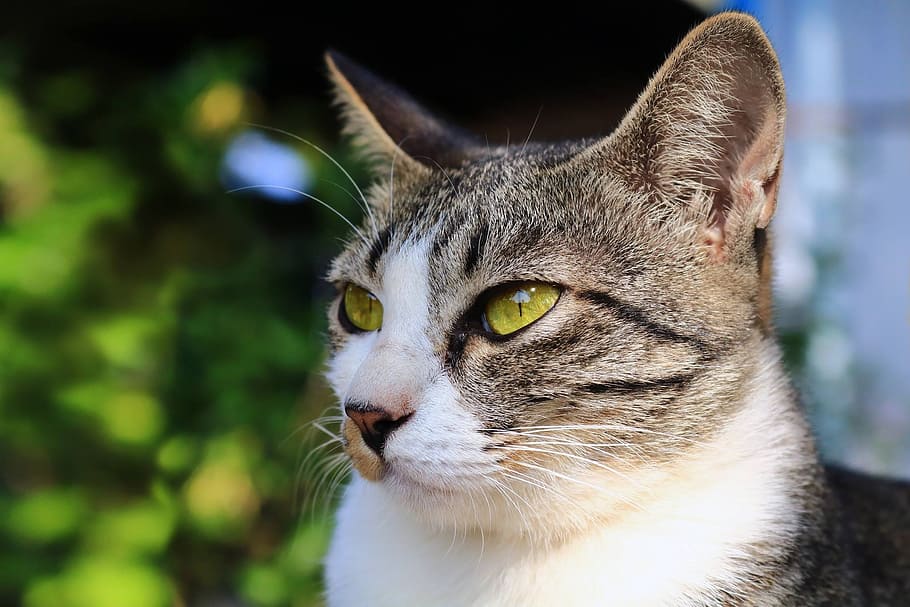 Cat, Eyes, Face, Animals, Home, cat thailand, cute cat, pets HD wallpaper