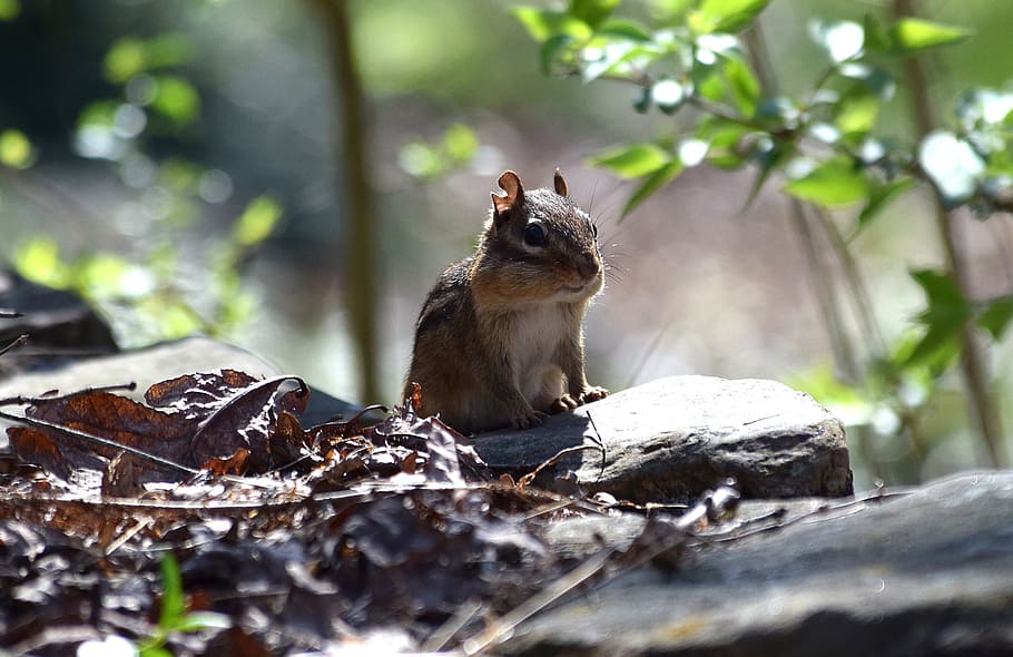 selective focus of brown squirrel standing on rock formation during golden hour photo HD wallpaper
