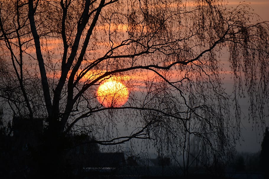 sun, trees, orange, landscape, sky, sunset, nature, foliage HD wallpaper
