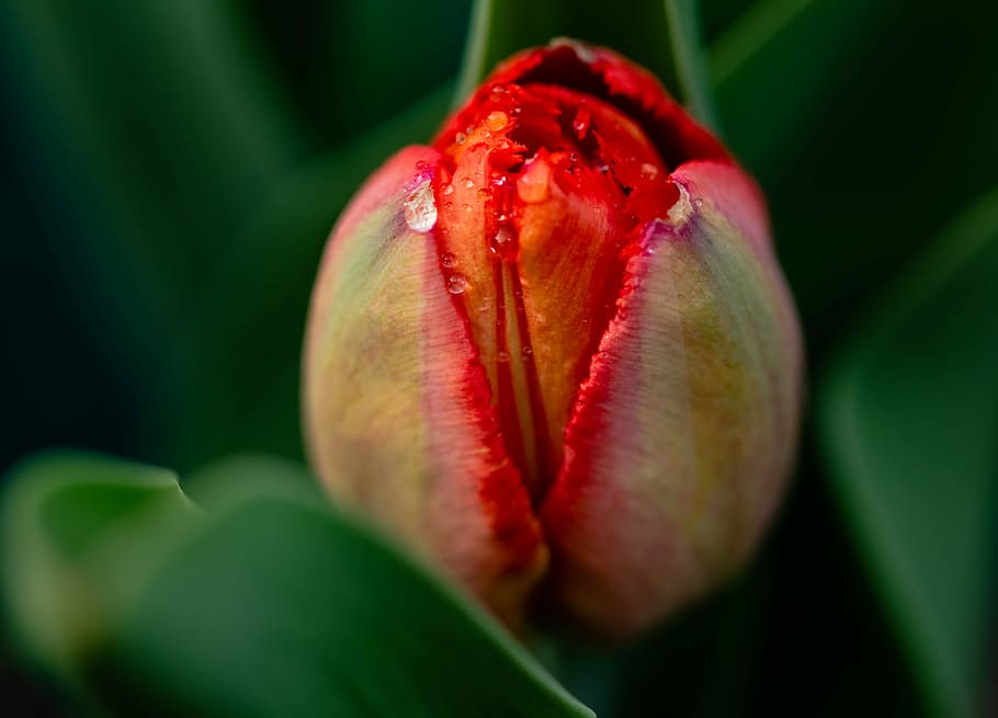bud, tulip, spring, macro, flower, close-up, freshness, red HD wallpaper