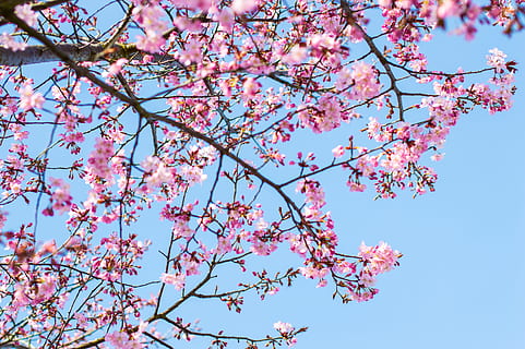 cherry blossom tree under clear blue sky, pink flowered tree HD wallpaper