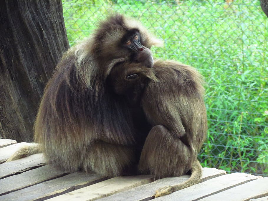 monkey, cuddle, furry, zoo, animal, mammal, wild, cuddling HD wallpaper
