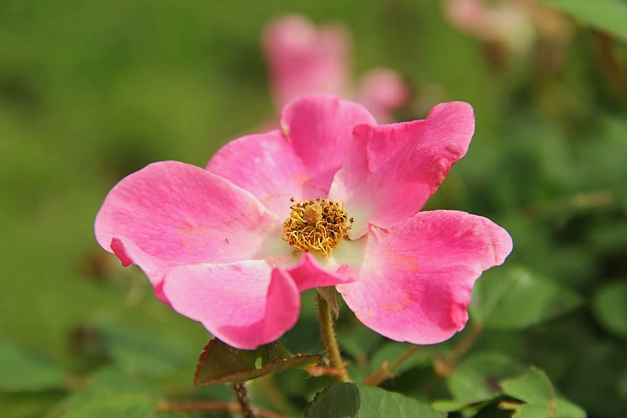 rose, pink, old, flower, petal, plant, bloom, floral, nature HD wallpaper