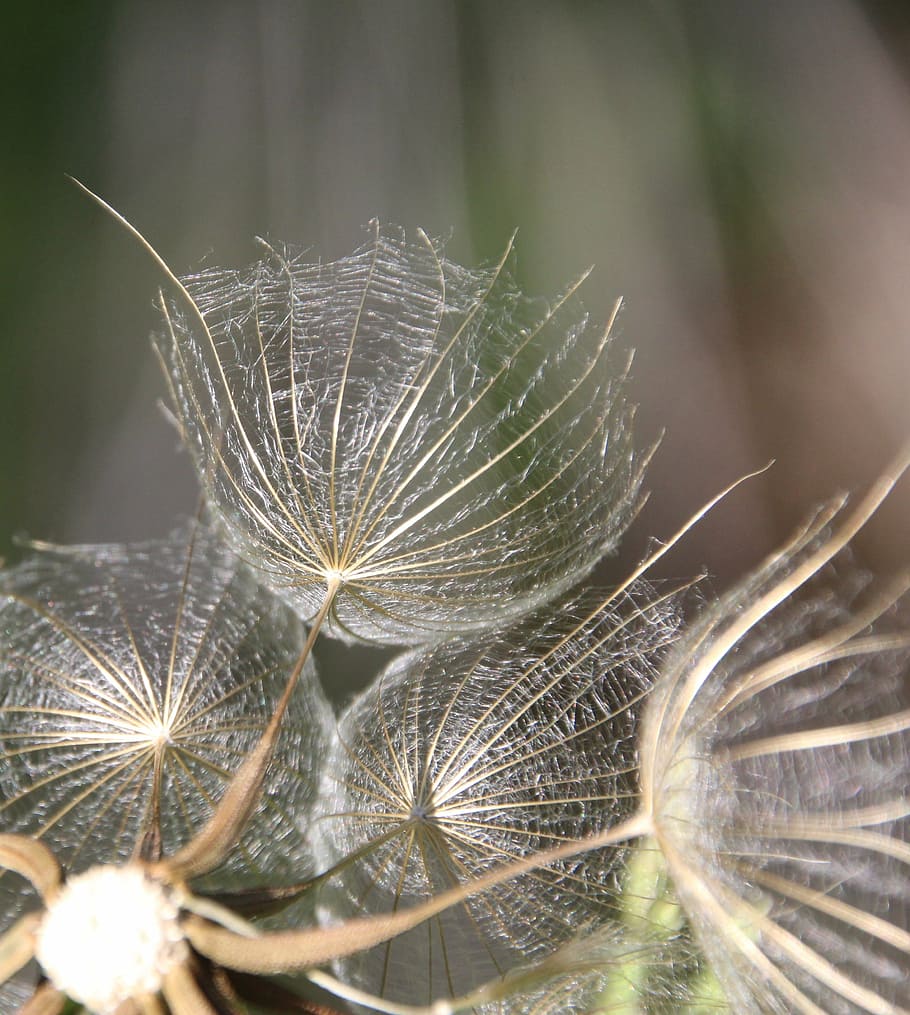 dandelion, screen, nature, close-up, plant, macro, vulnerability HD wallpaper