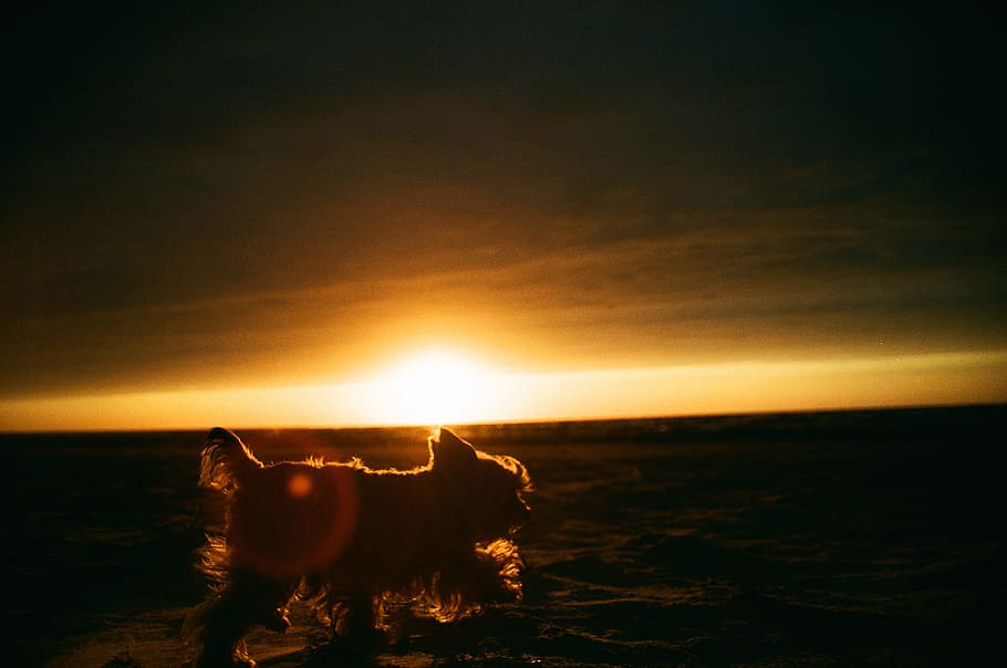 Yorkshire terrier and the sunset, animals, landscape, sea, nature HD wallpaper