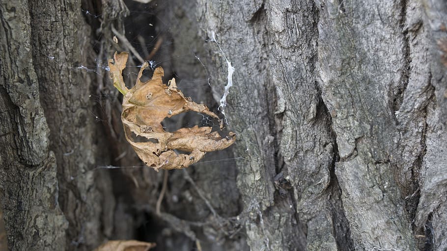 leaf, tree, nature, tree trunk, plant, close-up, no people HD wallpaper