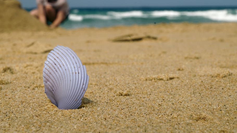 beach, shell, horizon, sea, summer, sand, travel, ocean, nature HD wallpaper