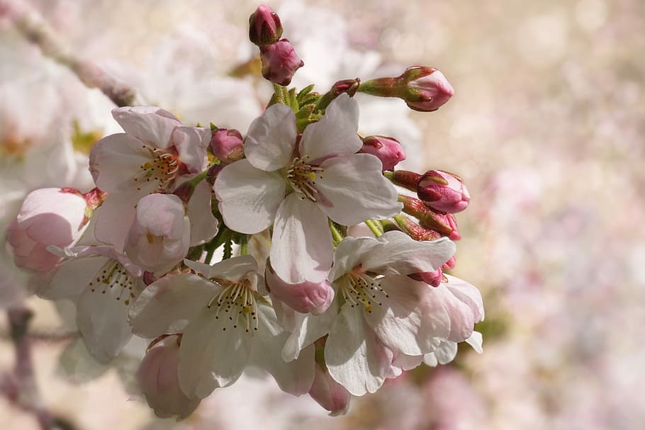close-up photography of apple blossoms, cherry blossom, flower, HD wallpaper