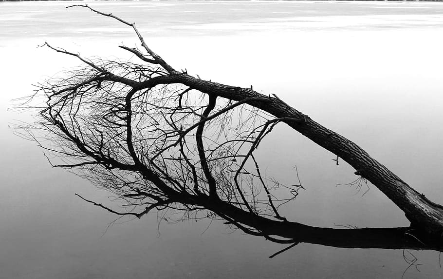 Lake, Winter, Ice, Mirroring, Frozen, cold, water, branch, clear HD wallpaper