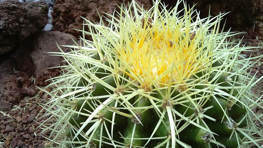 cactus, garden, nature, plant, succulent plant, growth, flowering plant HD wallpaper