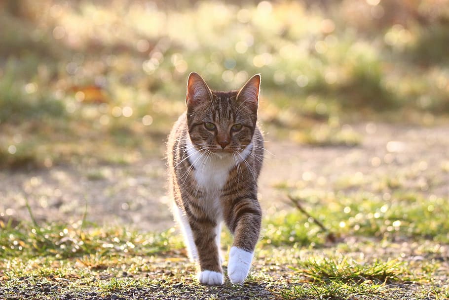 walking grey cat, morgentau, grass, kitten, fog, dewdrop, meadow HD wallpaper