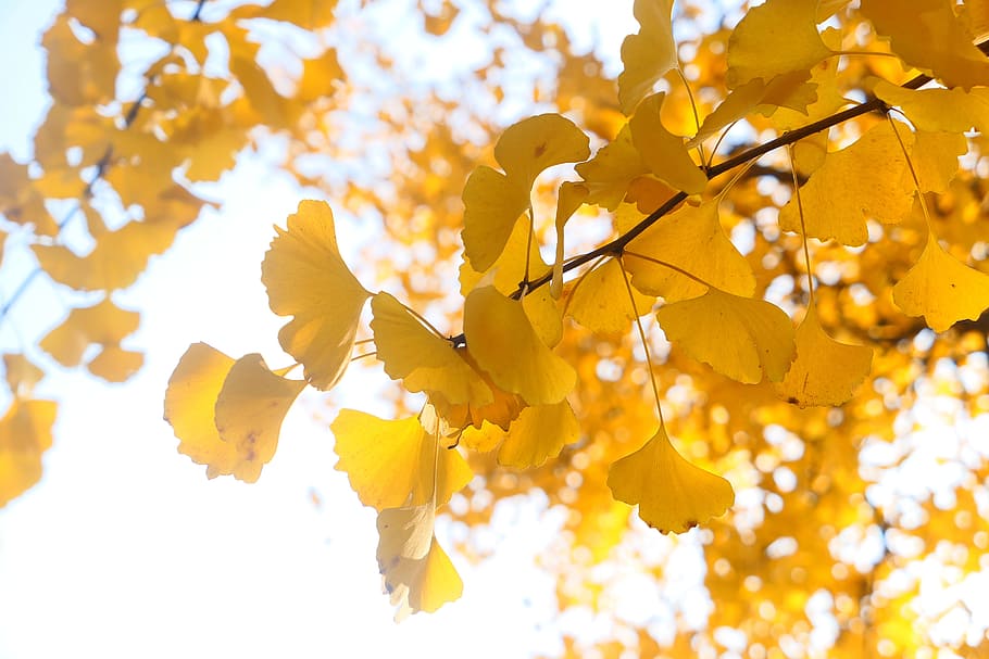 ginkgo, leaf, tree, warm, fall, autumn, colorful, golden, yellow HD wallpaper