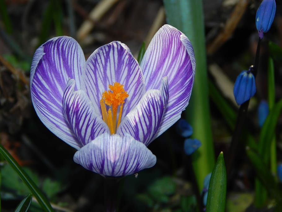 Crocus, Spring, Flower, Early Bloomer, spring flower, spring crocus HD wallpaper
