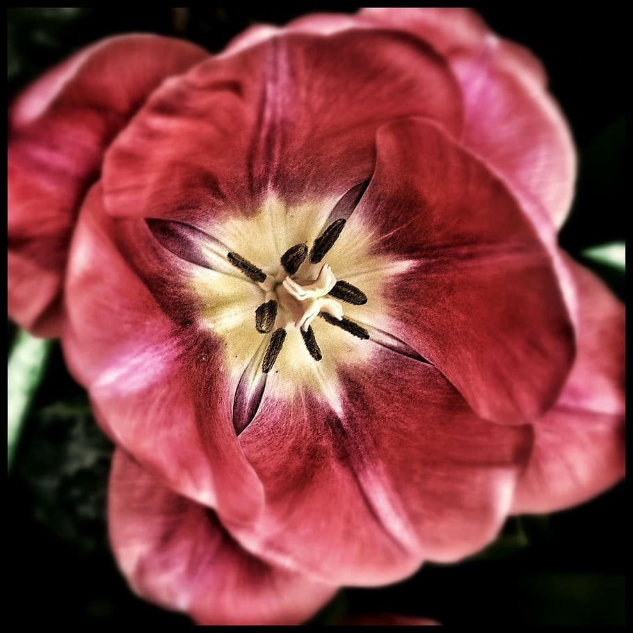 close up photo of red tulip flower, Flora, Pink, Beautiful HD wallpaper