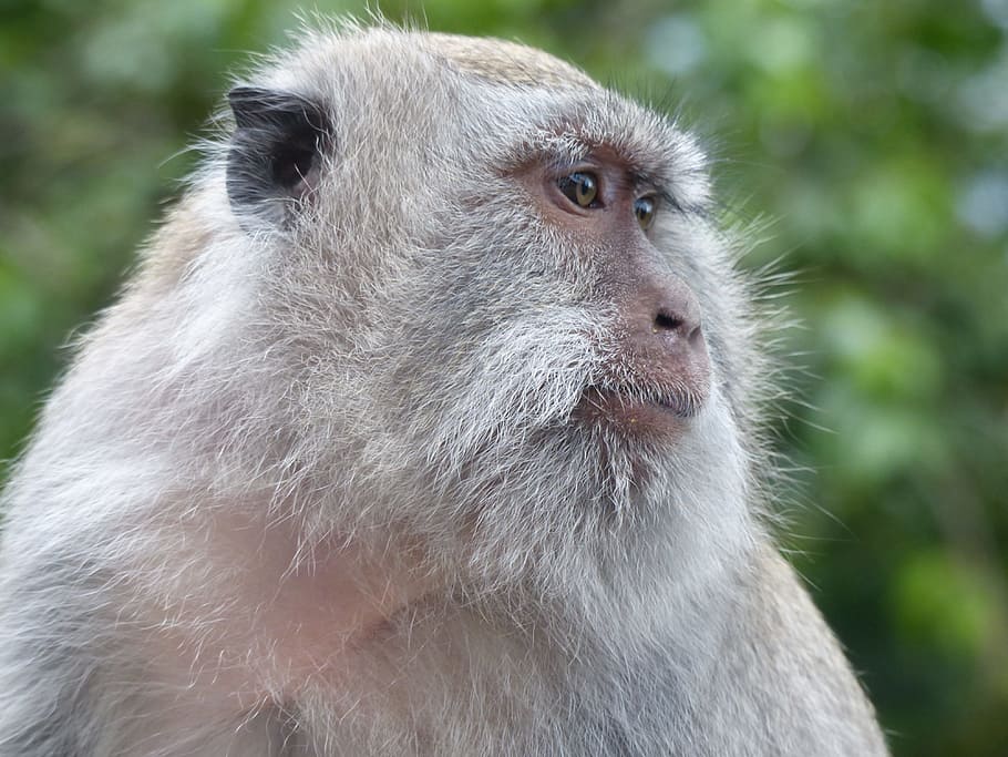 bali, indonesia, monkey, primate, fauna, animal wildlife, one animal HD wallpaper