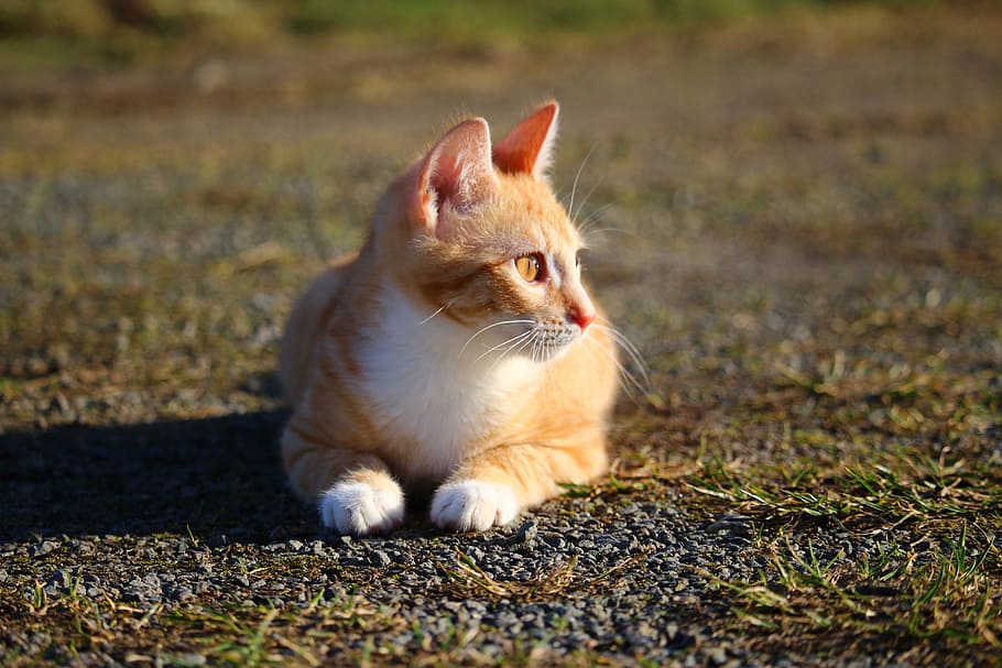 selective focus photography of short-fur orange and white cat HD wallpaper
