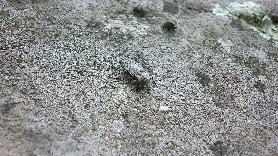 Camouflage, Rock, Stone, Gray, Insect, wing, wildlife, bug HD wallpaper